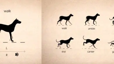 Tutorial de Animación de cuadrúpedos Caminatas 2D