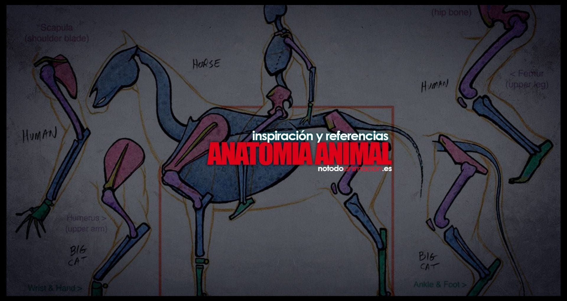 Anatomía Animal