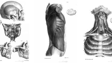 7 Libros de Anatomía Humana y Animal PDF