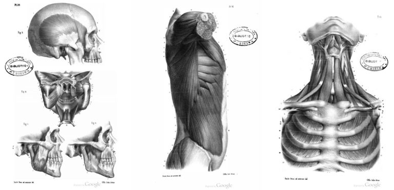 7 Libros de Anatomía Humana y Animal PDF