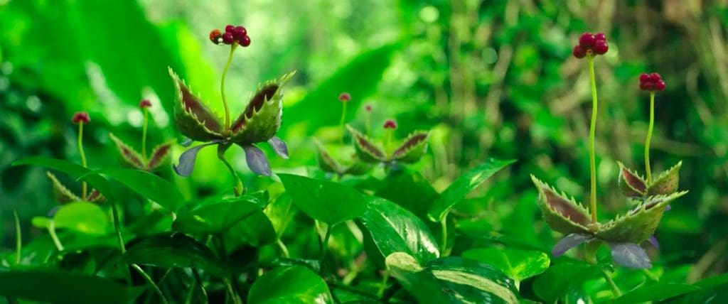 Trailer-película-de-animación-estreno-Miniscule-Mandibles-From-Far-Away