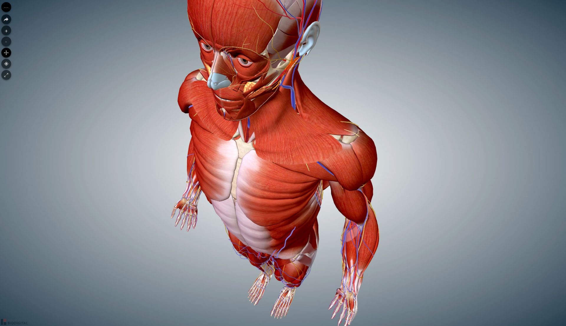 anatomia para escultores online