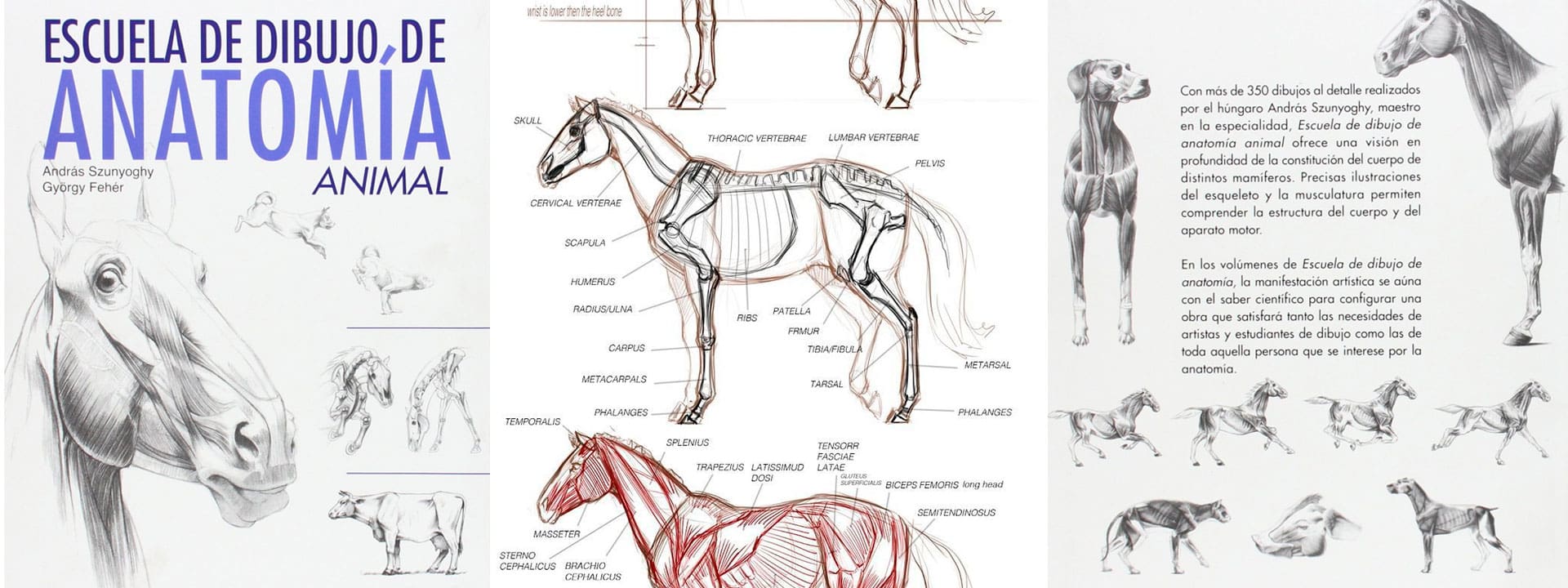 escuela de dibujo de anatomía animal