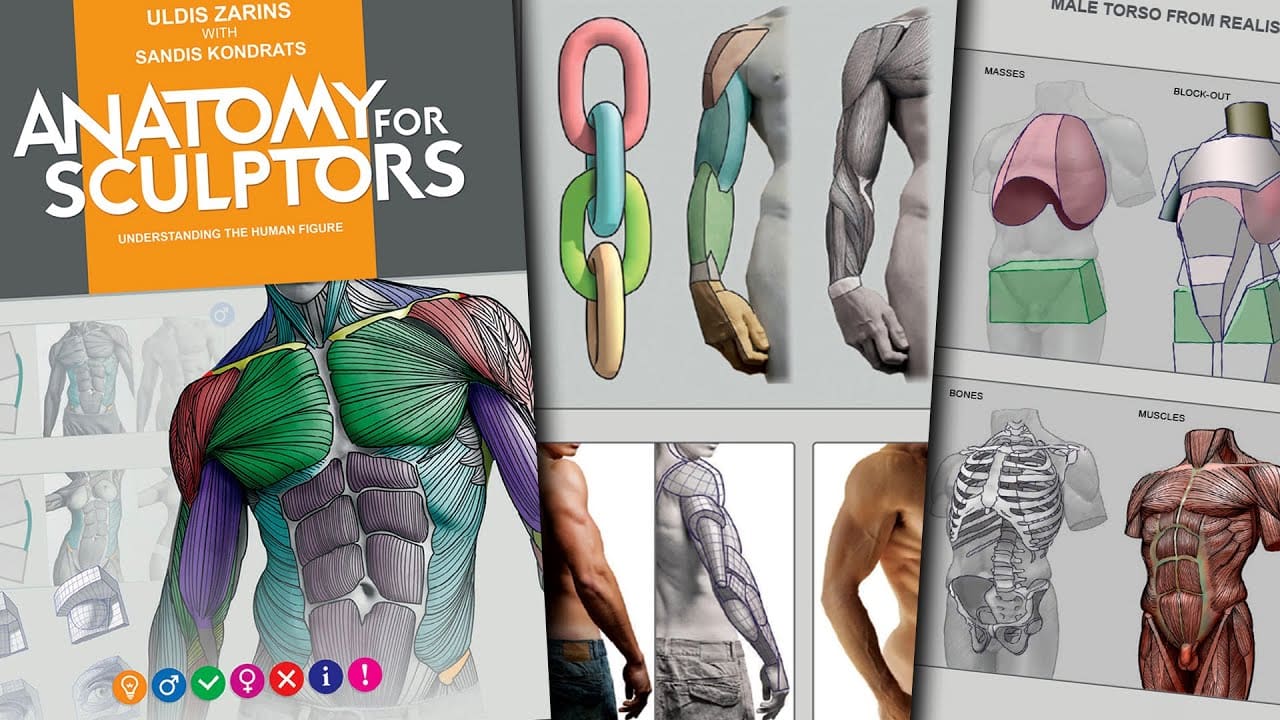 Anatomy For Sculptors | Understanding the Human Figure